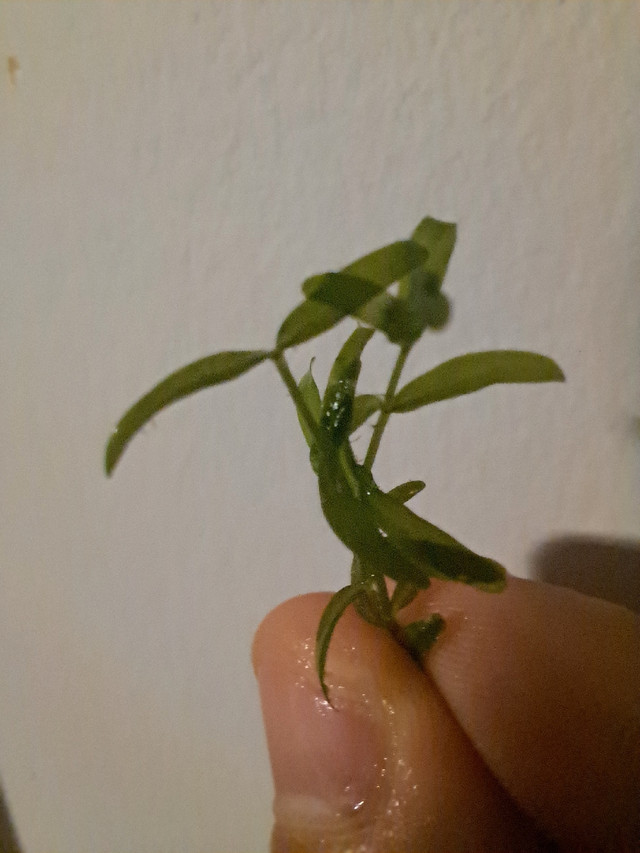 Pearlweed (Hemianthus glomeratus) in Plants, Fertilizer & Soil in Markham / York Region - Image 2