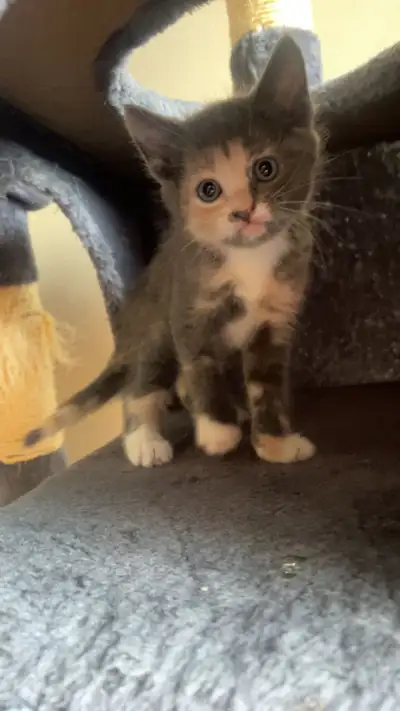 Kittens for sale , View more