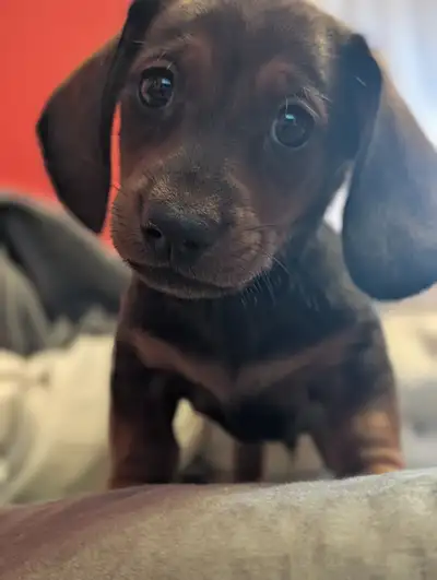 Dachshund puppy 1 left, View more