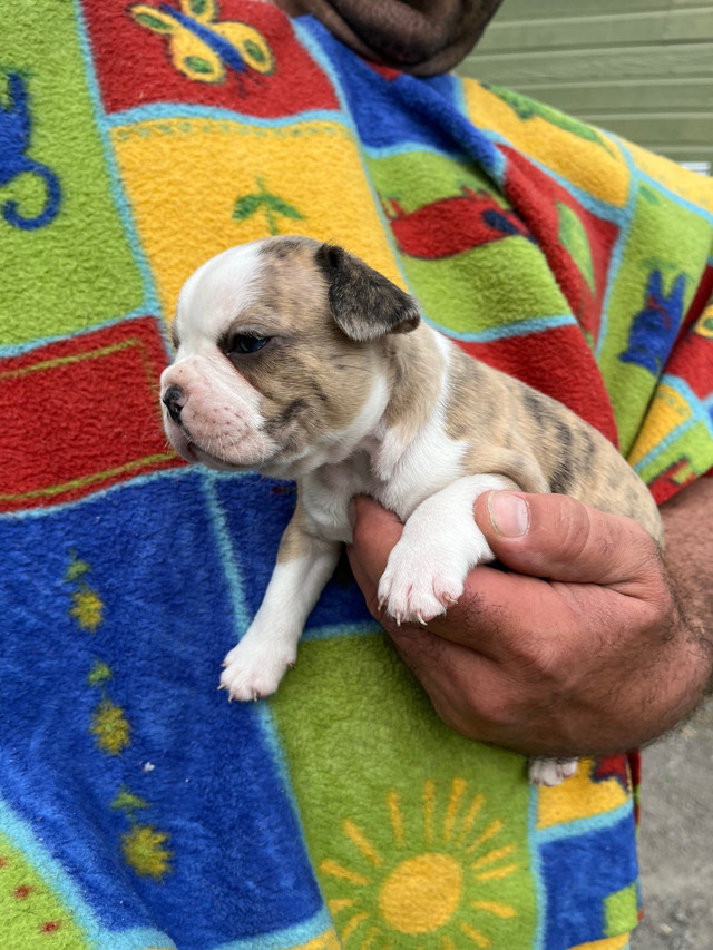 Bouledogue français/Boston Terrier( Frenchton) Chiens et chiots à adopter Saguenay Kijiji