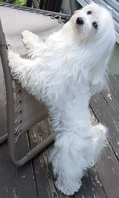 Beautiful Maltese for rehoming, View more