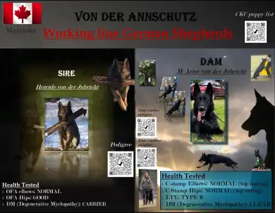 German Shepherd. CKC reg. Purebred, puppies, working line., View more