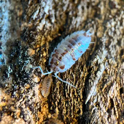 Oniscus Asellus “Orange Mardi Gras” Isopods, View more