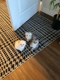 Scottish fold/ straight kittens