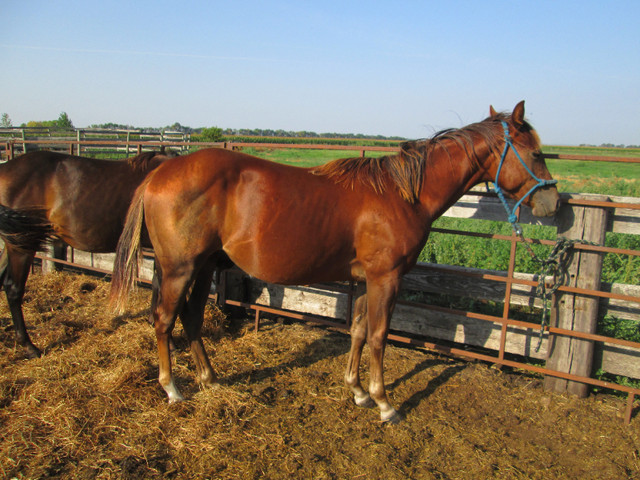 2 YEAR OLD AQHA GELDING in Horses & Ponies for Rehoming in Portage la Prairie