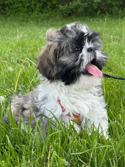 Shih Tzu Puppies, View more