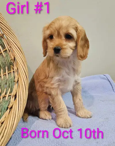 Cockapoo puppies, View more