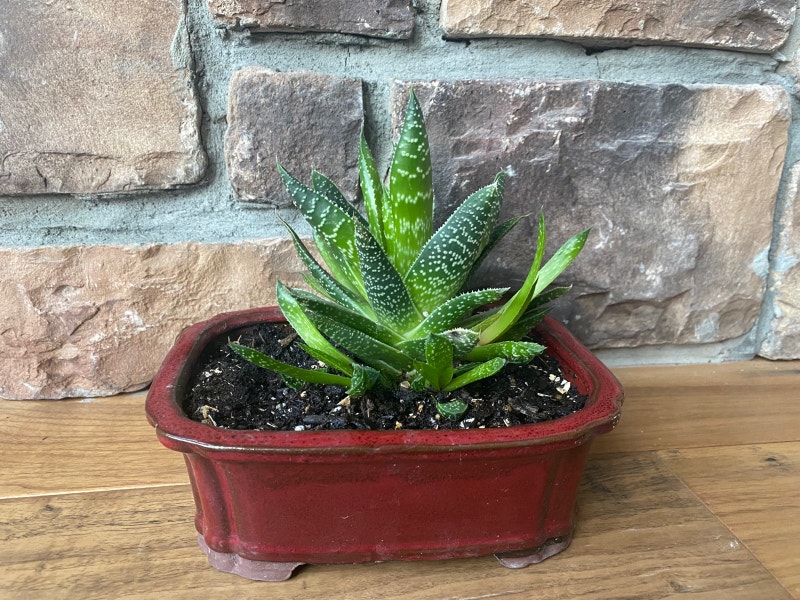 Healthy and Beautiful indoor Succulents Plant with ceramic pot Home