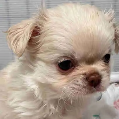 All 4 females BEAUTIFUL apple head high-quality Chihuahua puppie in Dogs & Puppies for Rehoming in City of Toronto - Image 2