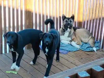 2 black and white female Akita/St. Bernard mix puppies looking for their forever home Born Nov 10/24...