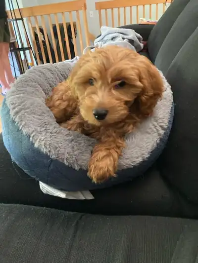Mini cockapoo pour adoption, View more
