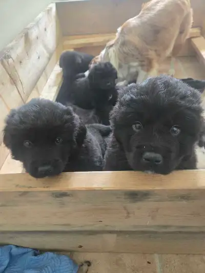 newfoundland  puppies 1 boy left, View more