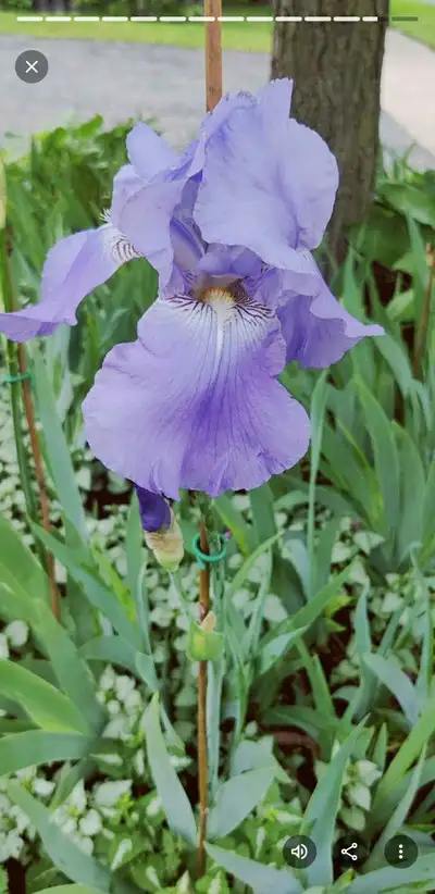Bearded iris rhizomes, View more
