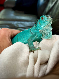 Iguane bleu avec équipements complet 