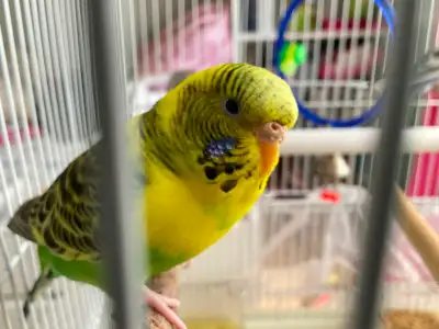 Yellow and Green pair budgies for sale!!!!, View more
