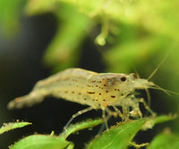 Japanese Amano Shrimp 