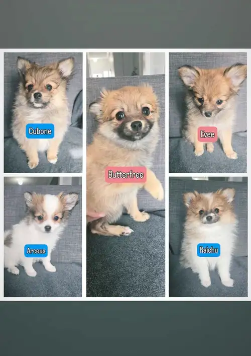 Hi everyone! Photos: Blue Names (3 pups) : The Boys Pink Names (4 pups) : The Girls Last pic: Parent...