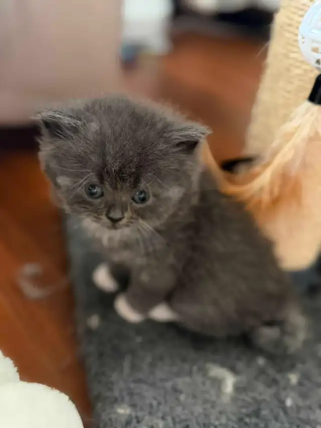 Persian ragdoll kittens in Cats & Kittens for Rehoming in Delta/Surrey/Langley - Image 2
