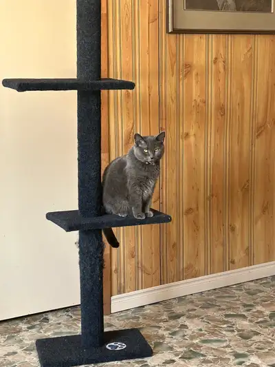 Looking for a free female kitten, please message me
