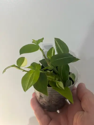 Tradescantia - variegated green & white, View more
