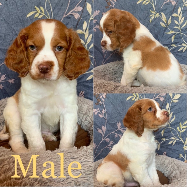 Chiot Épagneul Breton Brittany Spaniel Puppies Chiens et chiots à