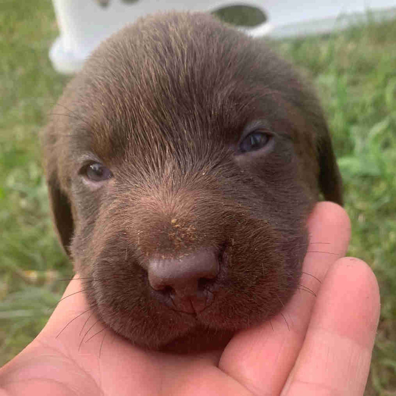 Chocolate lab puppies Dogs & Puppies for Rehoming Muskoka Kijiji