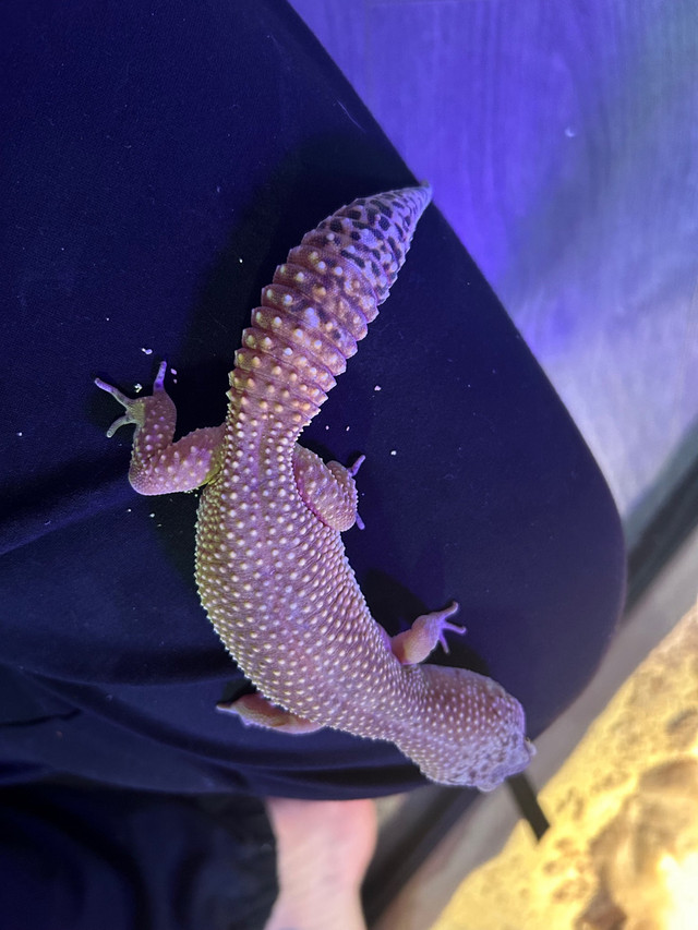 Gecko léopard  dans Reptiles et amphibiens à adopter  à Longueuil/Rive Sud - Image 3