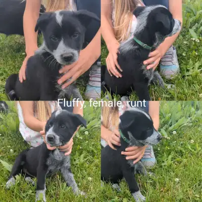 border collie puppy needs a  home!, View more