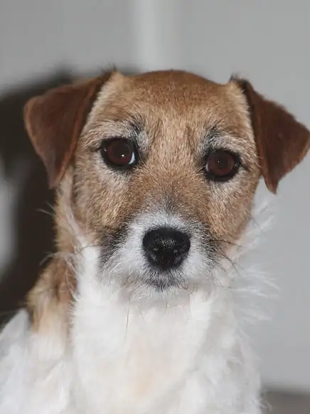 PUREBRED CKC REGISTERED JACK RUSSELL PUPPIES. CHAMPION BLOODLINE in Dogs & Puppies for Rehoming in Chatham-Kent - Image 6