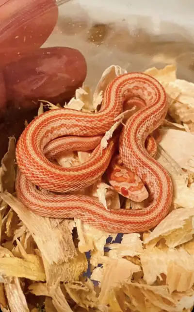 Albino corn snake, View more