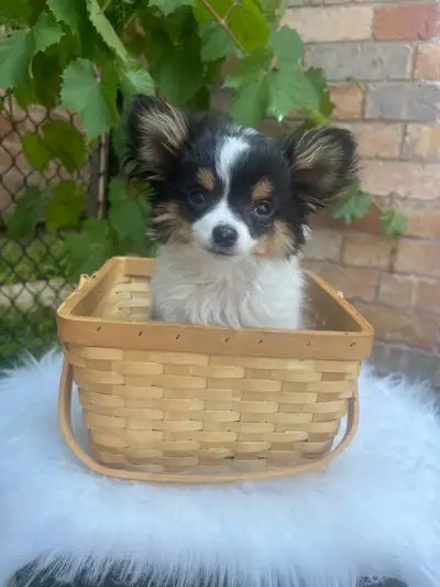 3 adorable purebred chihuahua puppies looking for new homes, View more