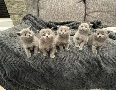 Beautiful Russian Blue x Scottish Fold Kittens Available, View more