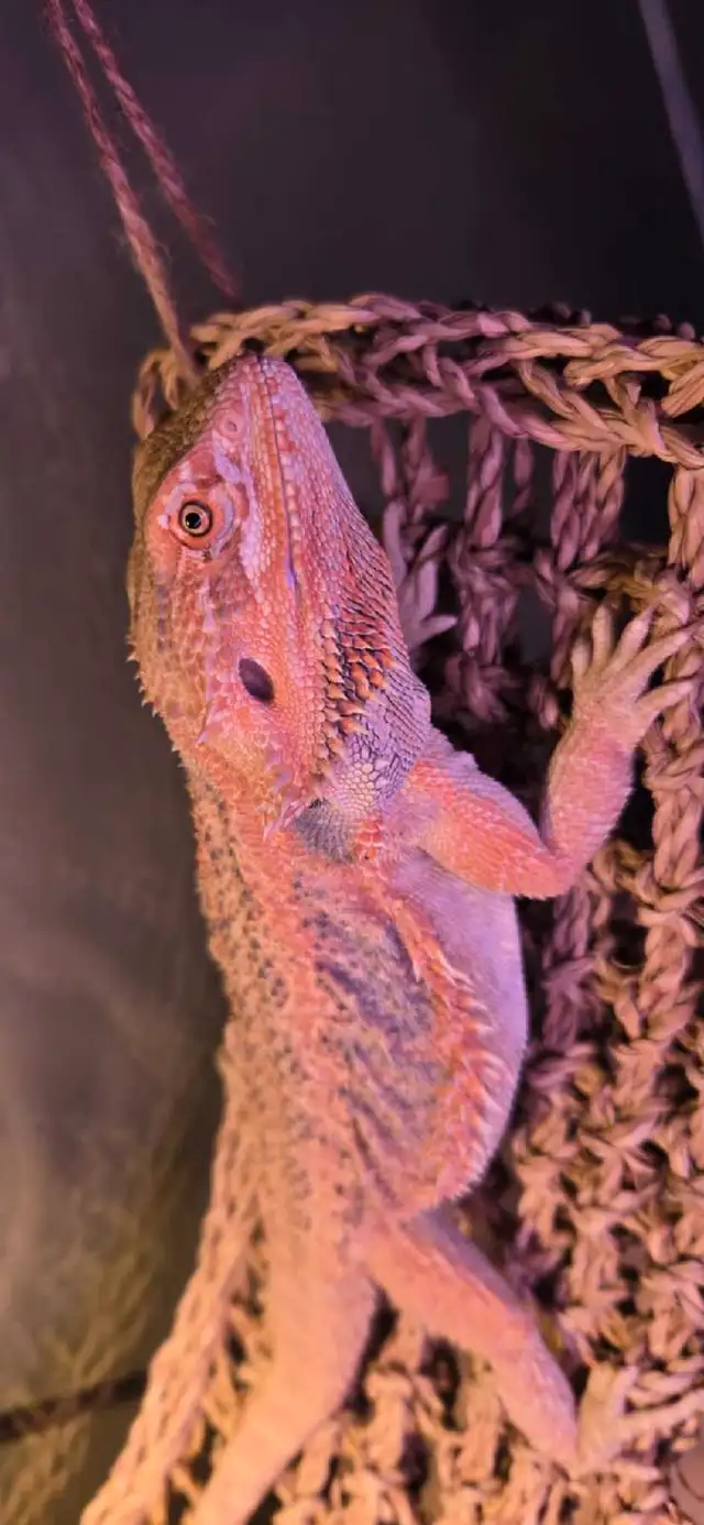dragon barbu avec terrarium in Small Animals for Rehoming in Québec City - Image 4