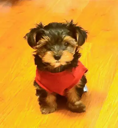 Lovely Yorkies ready to your beautiful forever home  ❤️, View more