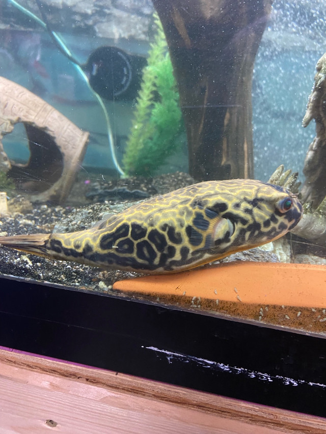 MBU puffer for sale  in Fish for Rehoming in London - Image 2