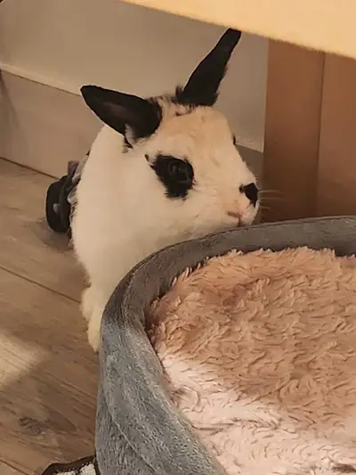 Male rabbit looking for forever home , View more