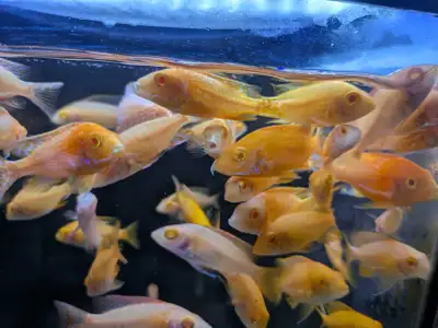 Albino Fire Red Peacock Cichlid, View more