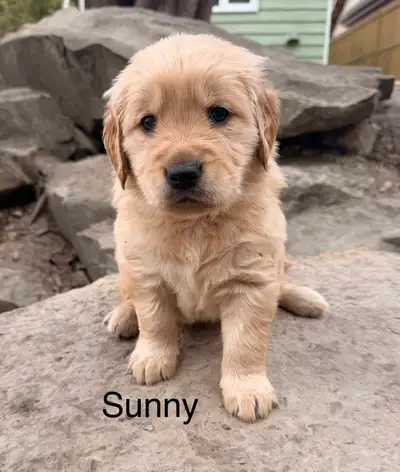 Golden retriever puppies, View more