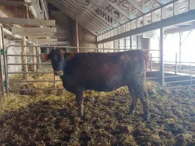 Jersey heifer , View more
