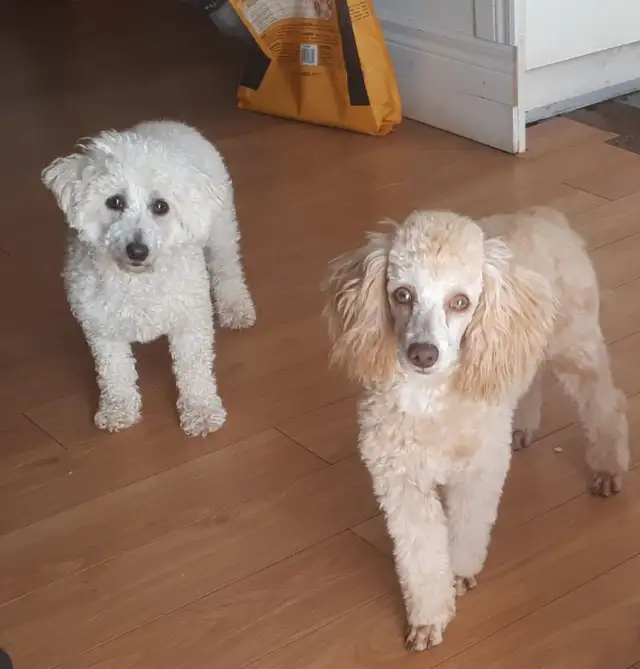 Bichon Frise X Mini Poodle (Bichon-Poo) Hypoallergenic in Dogs & Puppies for Rehoming in City of Halifax - Image 6