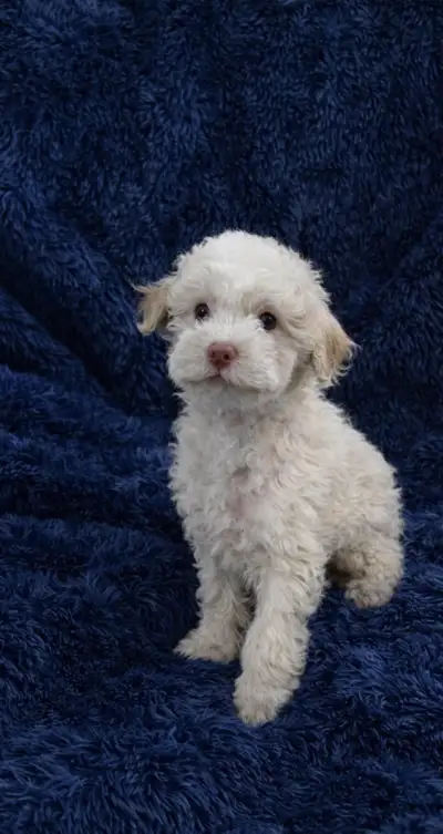 chiot male caniche miniature prêt à quitter, View more