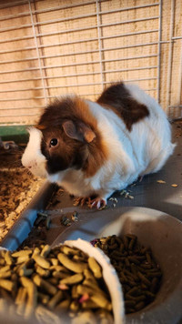 Guinea pigs