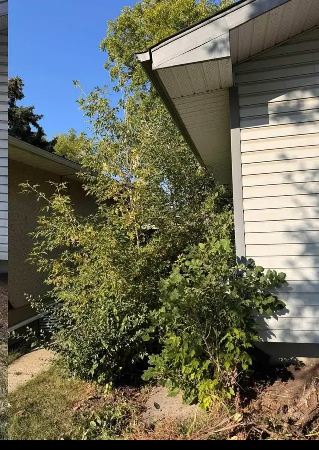 Tree Cut / Prune471852759353937920