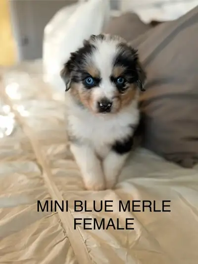 TOY/MINI AUSTRALIA SHEPHERDS, View more