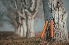 Tree Service in Other in Edmonton - Image 2