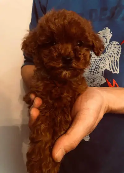 Red Toy Poodle Puppies, View more