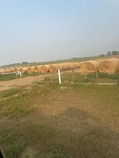 Triticale Grain Feed Bales, View more
