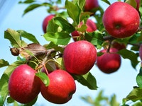 Honey Apple Trees -  Ready to Fruit Mississauga / Peel Region Toronto (GTA) Preview