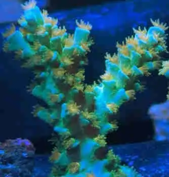 Assorted Live Coral Frags, View more