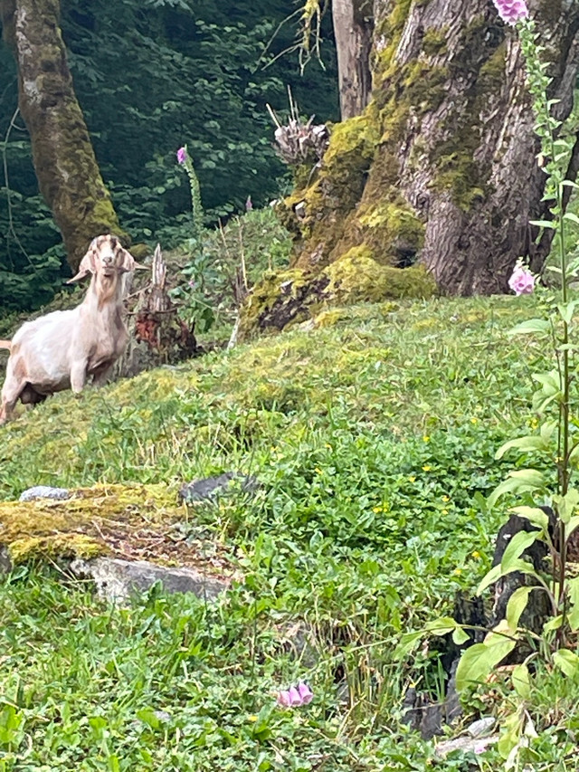 Boer Buck Goats in Livestock in Mission